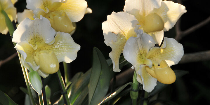 Frauenschuh Orchidee