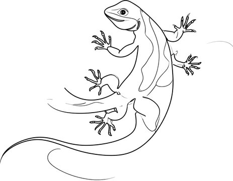 A black line drawing of two lizards on a white background