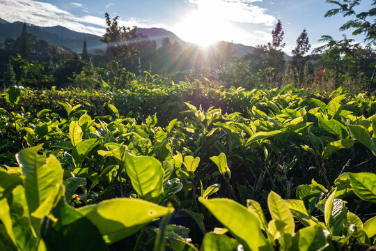 Scenic view of a sprawling lush green tea garden during a bright sunny morning, capturing beautiful lens flare over the bushes.