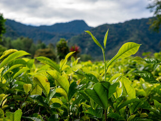 Fototapeta premium A wide horizontal shot focusing on sunlit young green tea leaves in the foreground with majestic mountain slopes in soft focus background.