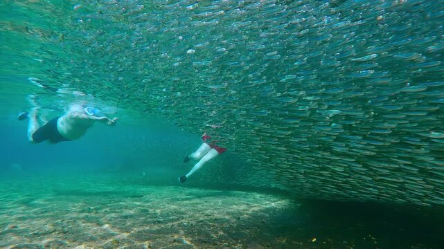 Man and girl in snorkeling gear swim in huge school of silversides during spawning run. Father and daughter swim towards a dense bait ball, which separates shore from sea of this solid living wall