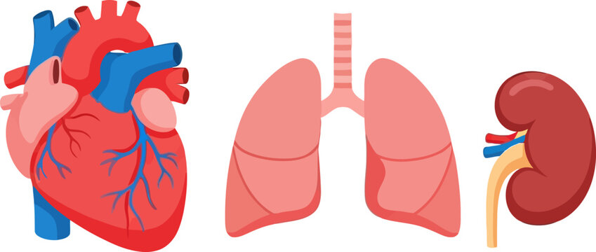 Human Organs - Heart, Lungs, and Kidney Illustration.