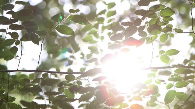 Shining sunlight shining through trees and leaves swaying in a gentle breeze, relaxing rest and beautiful nature loop video, bird sound ASMR
