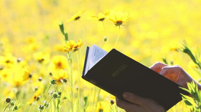 Christian reading the Bible in a beautiful flower garden, against a background of beautiful yellow wildflowers swaying in the wind.
