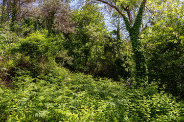 Beautiful impenetrable forest with ferns. Istanbul. Turkiye. © Борис Масюра