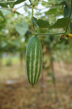 Fresh green pointed gourds or trichosanthes dioica growing on a trellis