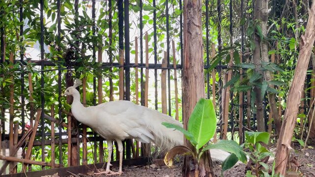 white peacock looking over the fence in the garden, albino standing in its natural habitat, wildlife bird behaviour footage