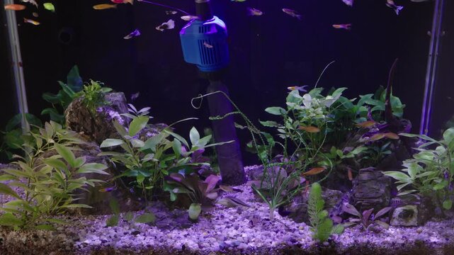 Close up video of routine aquarium maintenance, showing a hand using an electric vacuum siphon pump to remove organic debris and dirt from the gravel substrate in a freshwater fish tank.
