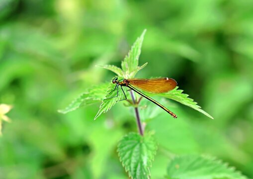 Green damsel fly on a nettle