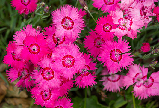 Dianthus deltoides is the only one which forms a dense low ground cover Stock Photo