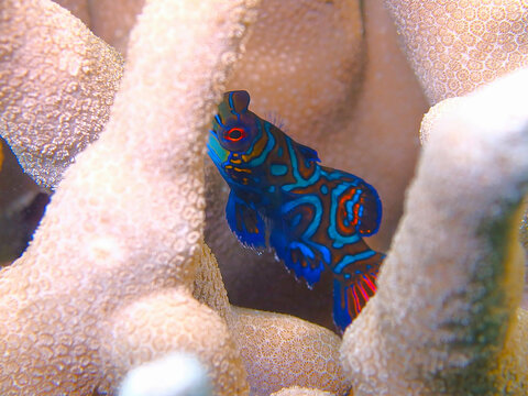 ニシキテグリ　mandarin dragonet　Synchiropus splendidus　Mandarinfish