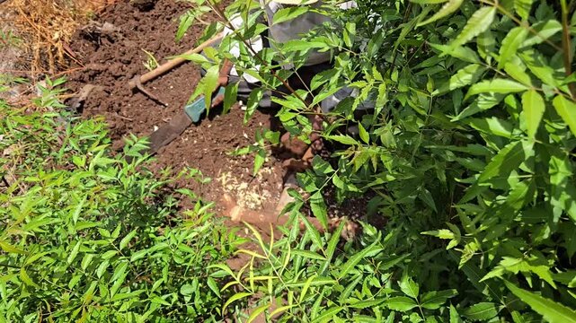 A hand cleaver chops a neem root exposed during digging. The expanding underground root cracked a buried water pipeline, causing a leak that required manual excavation and root removal to repair.