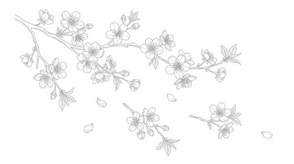 Delicate hand drawn cherry blossom branch line art illustration. © bogel