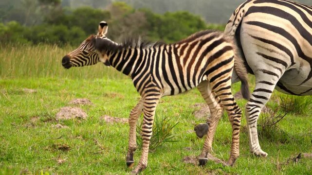 Cute young baby zebra foal standing peacefully on a lush green grass pasture in the wild African savannah during a sunny afternoon