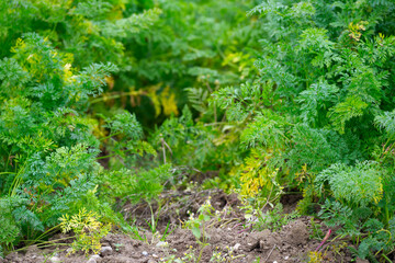 Fototapeta premium Close-up of carrot field at Swiss village of Oberglatt on an autumn day. Photo taken November 10th, 2025, Zurich Oberglatt, Switzerland.