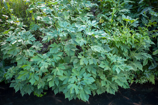 Tithonia diversifolia, commonly known as Mexican sunflower, insulin plant