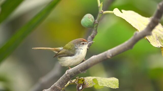 Close up selective focus shot of a tiny cute brown songbird perched delicately on a leafy tree branch in the forest