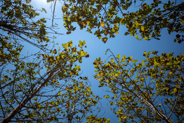 Fototapeta premium Young teak (Tectona grandis) forest canopy in Gunung Kidul, Yogyakarta, Indonesia