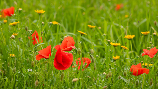 background of red poppies in the field