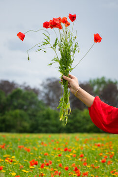 hand and arm in red dress holding bouquet of poppies above field of wild flowers