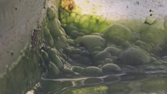 Extreme close up macro video of bright green algae bubbles and slime growing on the edge of a water tank above stagnant water