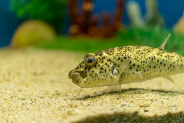 Spotted pufferfish resting on sandy aquarium floor © Mrton