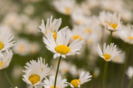 background with endless oxeye daisy flowers field in spring