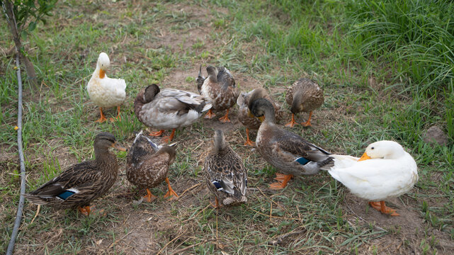 Familia de patos en el jard&iacute;n