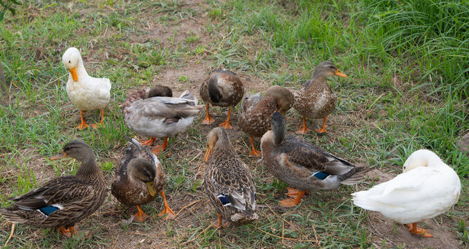 Familia de patos en el jard&iacute;n