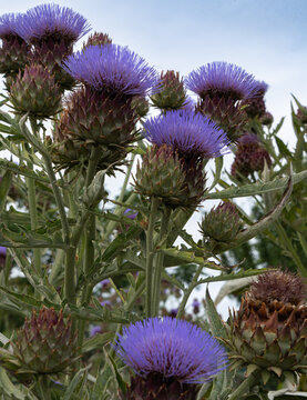 flor de alcachofa