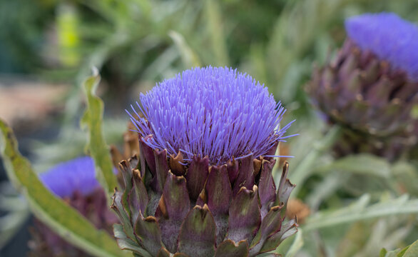 Flor de alcachofa