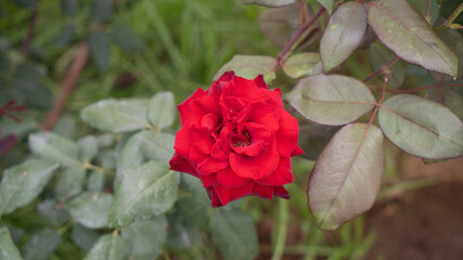 Obraz premium Rosa roja