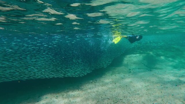 Woman in snorkeling equipment moving parallel to dense, glowing cluster of Atherina, their bodies reflecting bright sunshine like tiny mirrors. Female snorkeler swim alongside with long school of fish