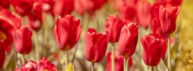 Obraz premium Red tulips blooming in the garden on a sunny day