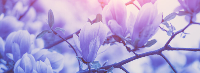 Blossoming magnolia flowers. Springtime. Nature floral background © vvvita