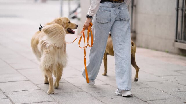 Rear view of a dog walker walking with a golden retriever and another dog along a city street. The person is holding the leashes and walking