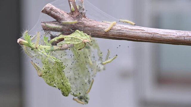 アメリカシロヒトリの若齢幼虫