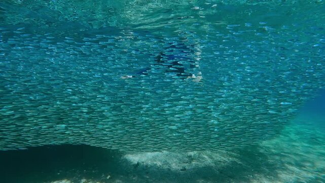 Solid, shimmering river of Atherina fish that seems to have no beginning or end. In heart of this biological phenomenon, snorkeler woman is seen, emphasizing epic scale of spawning migration
