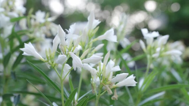 Beautiful white oleander flowers blooming in a lush garden. Close up shot of delicate blossoms and green leaves with a soft bokeh background. Natural sunlight illuminating the floral landscape.