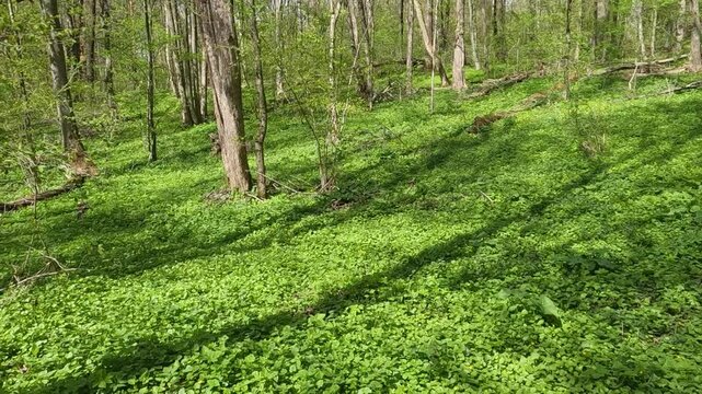 green grass in the forest. A clearing in the middle of a spring forest. Forest landscape on a sunny day
