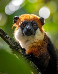 Fototapeta premium Red Ruffled Lemur Sitting on Tree Branch.