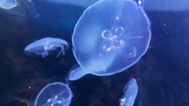 Close up selective focus of glowing translucent moon jellyfish swimming gracefully underwater in a deep blue aquarium tank. Beautiful abstract marine life background with calm fluid motion.