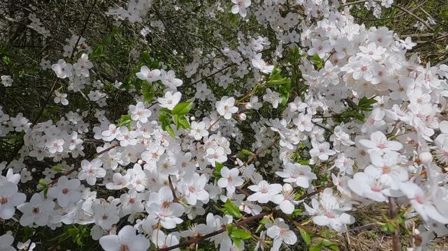 white flowers on a tree. blooming cherry tree in spring. blooming tree in spring. white blossom against blue sky. landscape 4K