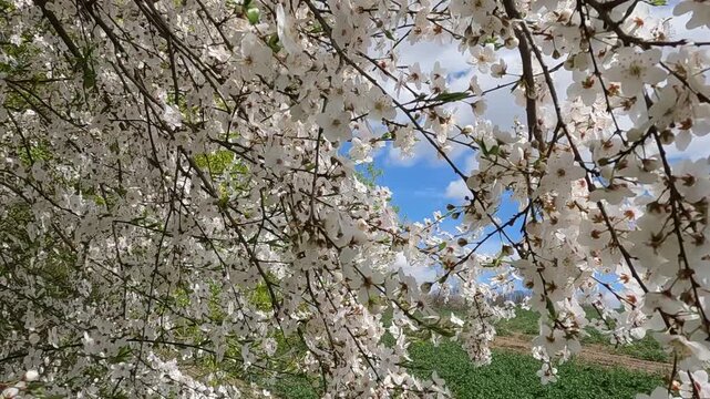 blooming cherry tree in spring. blooming tree in spring. white blossom against blue sky. landscape 4K