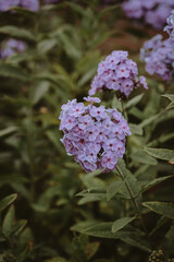 Fototapeta premium purple flowers in the garden
