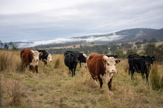 beautiful country landscape cattle in Australia at dusk eating grass, grazing on pasture. Herd of cows in a field free range beef being regenerative raised on an agricultural farm. Sustainable farming