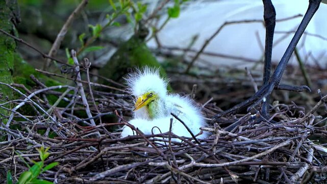 Cinematic close up shot of a cute fluffy white baby bird chick sitting peacefully in its twig nest waiting for food in the wild natural habitat