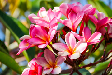 Fototapeta premium Pink frangipani blooms against soft green leaves
