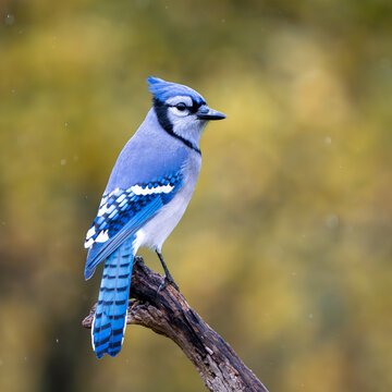 Blue Jay Perched in an autumnal scenery