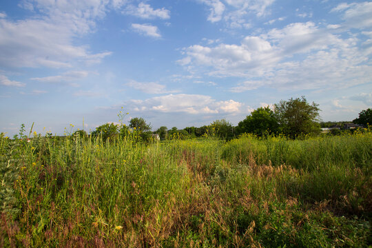 Wild Summer Meadow with Tall Grass and Blue Sky in Rural Countryside